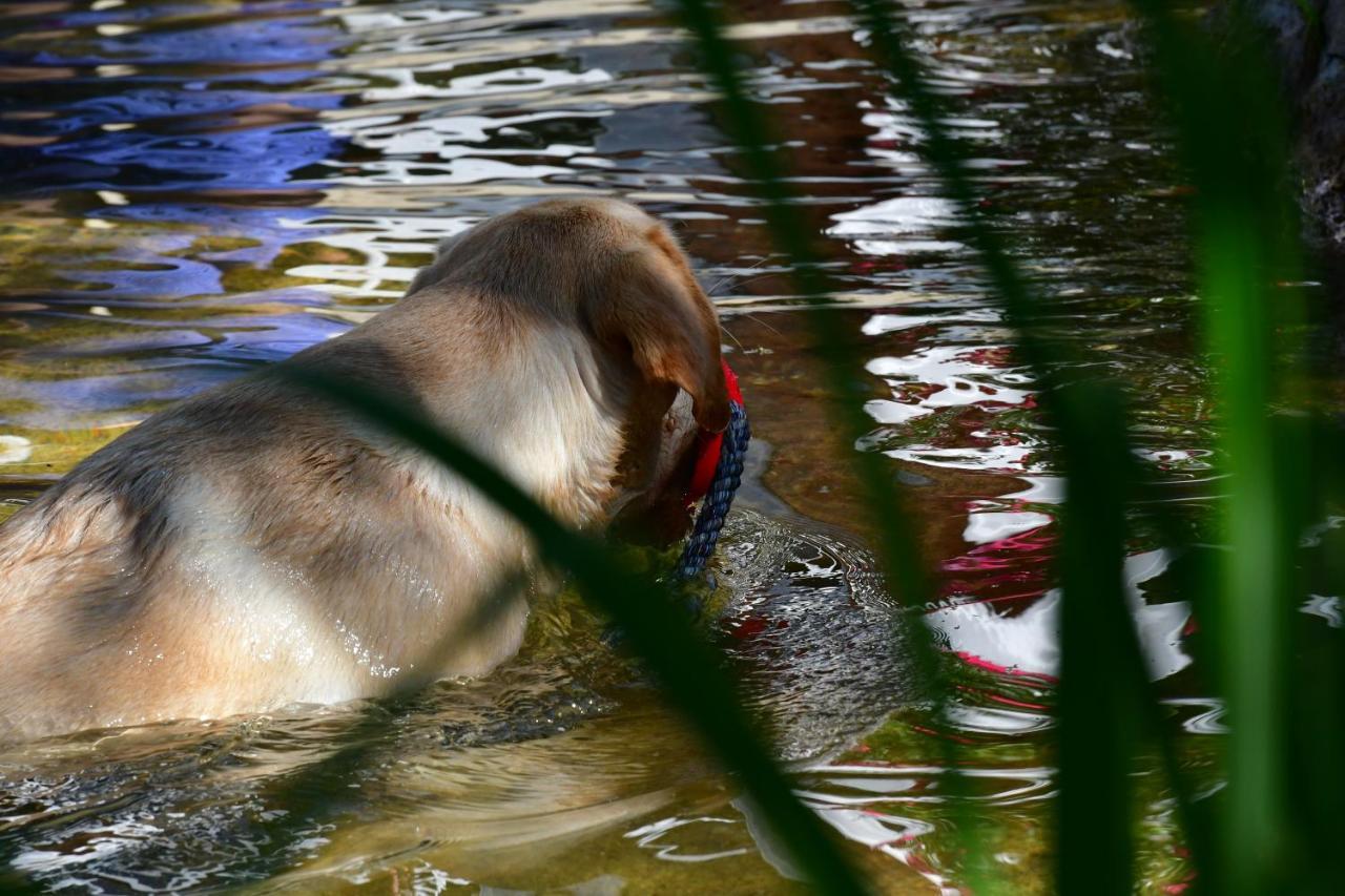 Naturforsthaus Ferienwohnung Fuer Hunde- Und Tierverbundene Menschen Preitenegg Экстерьер фото